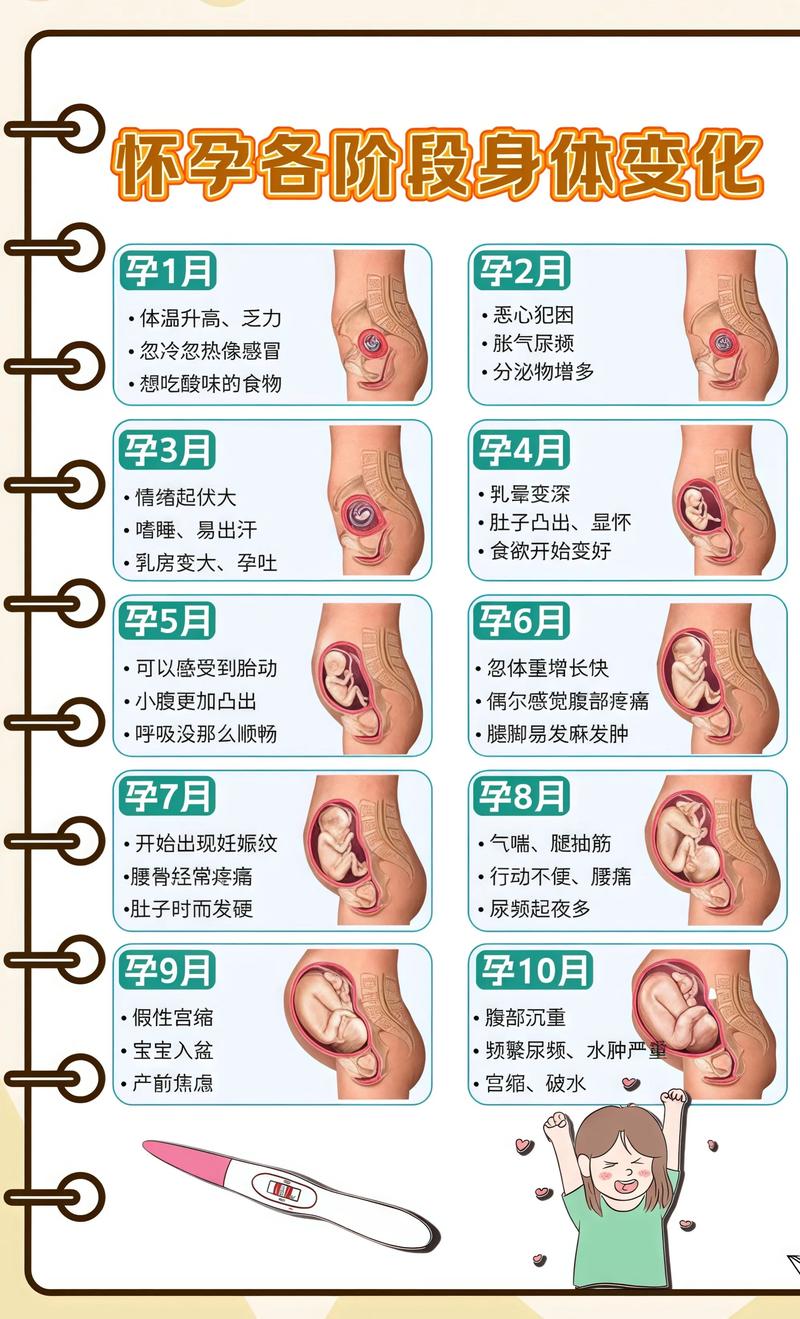 揭秘供卵代孕妈妈怀孕小腹分两节，孕期变化的奥秘吉林代生机构: